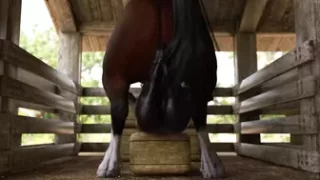 Horse balls deep