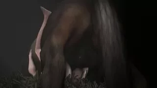 Horse video 14