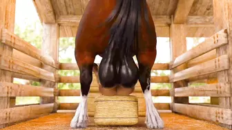 Horse workout